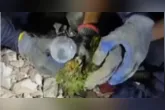 Papagaio resgatado foi encontrado com vida sob os escombros de um prédio em La Guaira durante as operações de busca após os terremotos na Venezuela.