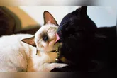 Para chegar às conclusões, pesquisadores utilizaram vídeos enviados por tutores de gatos e analisaram detalhadamente as interações.