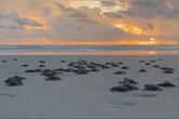 A Lepidochelys olivacea é considerada uma espécie ameaçada e utiliza as praias do Pará como área de reprodução.