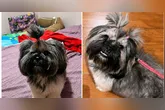 Qualquer informação pode ser fundamental para reencontrar a cachorrinha desaparecida.