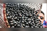 A liberação contempla produtos derivados de frutas