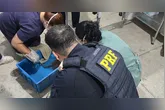 Além da irregularidade ambiental, o acondicionamento inadequado submetia os animais a intenso sofrimento, aumentando significativamente o risco de morte durante o transporte.