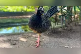 Mutum-de-penacho completa um ano em Mangal das Garças
