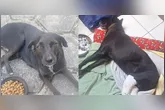 Instituições de proteção animal denunciam suposto abuso sexual a cadelas dentro de um condomínio em Ananindeua.