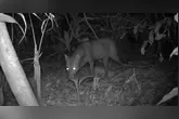 Estudo revela centenas de imagens do cachorro fantasma, destacando sua importância para a conservação da Amazônia.