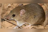 A transmissão para humanos acontece por contato com partículas presentes em urina, fezes e saliva de roedores infectados.