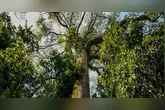 O Estado se posiciona como referência nacional em governança ambiental.
