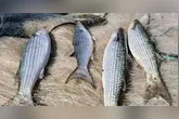 Com a suspensão em vigor, os barcos que ainda estão no mar têm prazo máximo de 24 horas para realizar o desembarque do pescado já capturado
