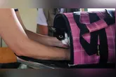 Atualmente, a maioria das empresas de transporte aéreo limita o peso do animal na cabine a entre 7 kg e 10 kg, contando o pet e a caixa de transporte juntos.