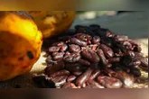 Especialistas reforçam que nova Lei nº 15.404/2026 impacta mais a indústria do que o chocolate artesanal.