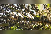 Atualmente, quatro empresas já demonstraram interesse em integrar o Distrito Industrial de Breves.