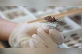 De acordo com a Anvisa, a doença de Chagas está entre as principais enfermidades negligenciadas no Brasil.