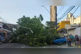 Corpo de Bombeiros realizou a retirada do vegetal e libirou a via.
