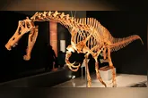 Fóssil de dinossauro do patrimônio paleontológico brasileiro estava fora há 30 anos