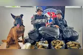 Drogas apreendidas localizadas com a ajuda do cão Jay-Z