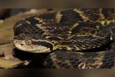 A cobra atacou a idosa de 92 anos dentro de uma fazenda, em Soure
