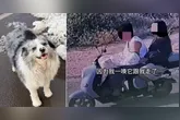 Cão com 1,5 milhão de seguidores foi sequestrado e acabou virando refeição em restaurante na China
