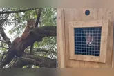 O dono do sítio foi averiguar porque os cachorros latiam e se deparou com o felino