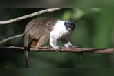 O BioParque Vale Amazônia, fica em Carajás, Região Sudeste do Pará.