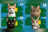 Campanha de doação de gatos