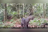 Jaguarundi é registrado pela primeira vez na Estação Ecológica do Grão-Pará durante monitoramento da fauna na Amazônia.