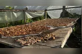 Farinha do mesocarpo de babaçu, antes descartada, foi transformada em ingrediente proteico por meio de tecnologia de fermentação desenvolvida com participação de comunidades da Amazônia.
