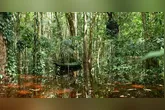 Ação promove o plantio de 400 mudas para recuperar a mata ciliar e fortalecer a preservação ambiental na Ilha de Cotijuba.