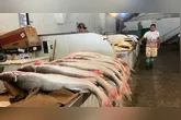A expectativa é de que haja uma nova redução nos preços dos pescados em Belém, principalmente por conta do fim do período do defeso.