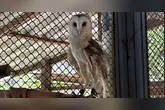 A nova corujinha, com cerca de 3 anos, possui uma lesão que a impossibilita de voltar à natureza.