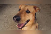 Comemorado em 31 de julho, o Dia do Vira-Lata celebra os cães sem raça definida (SRD), que continuam sendo os preferidos dos brasileiros.