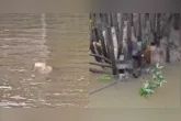 Imagens compartilhadas nas redes sociais mostram alguns dos cães envenenados boiando no rio da região.
