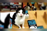 Ao longe de 21 anos, Pierrot virou o símbolo da livraria e  um dos mascotes mais famosos e amados de Belém.