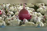 Desde a confirmação, equipes atuam na contenção e monitoramento da ocorrência, com interdição da área afetada, saneamento da propriedade e reforço das ações de vigilância sanitária e investigação epidemiológica na região.