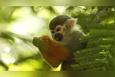 Parque orienta visitantes a não oferecer alimentos e destaca riscos à saúde dos animais e à segurança do público