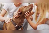 A nova Lei nº 15.392/2026 estabelece regras para a guarda compartilhada de animais de estimação no Brasil. Entenda como funciona e suas implicações.