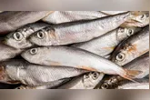 A Anvisa determinou o recolhimento de um lote de sardinha congelada da marca Laje