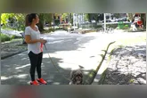Descubra como proteger seu pet do calor do verão amazônico