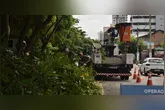 Desde o início de 2026, mais de 4.600 árvores já receberam manutenção na capital