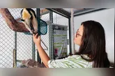 Imagem ilustrativa da notícia Seminário na Ufra discute proteção e manejo da fauna silvestre