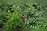 O Crédito de Carbono gerado pela comunidade garante conservação florestal, geração de renda e fortalecimento produtivo.