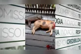 Porcos de uma propriedade foram encontrados mortos