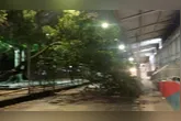 Segundo informações preliminares, a árvore teria se partido de forma natural