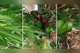 A mulher trans foi encontrada sem vida numa área de mata em Moju