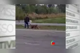 Imagens mostram uma onça-parda sendo arrastada pelo rabo em rodovia no interior de São Paulo.