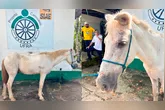 Após o resgate pela UFRA, o animal passou por um exame clínico geral.
