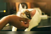 Entre os donos de gatos surgiu um resultado que chamou a atenção dos pesquisadores.