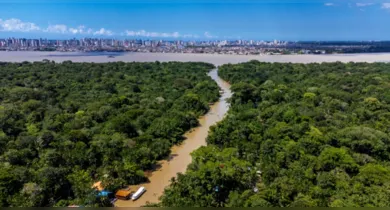 Imagem ilustrativa da notícia: Bioeconomia no Pará movimenta R$ 13,5 bilhões por ano