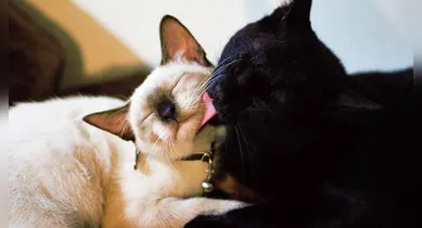 Imagem ilustrativa da notícia: Estudo revela motivo surpreendente para gatos se lamberem