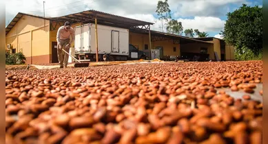 Imagem ilustrativa da notícia: Bioeconomia movimenta R$ 13,5 bilhões por ano no Pará