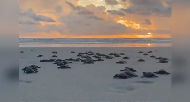 Imagem ilustrativa da notícia: Mais de 100 filhotes de tartarugas marinhas são soltos em Salinópolis